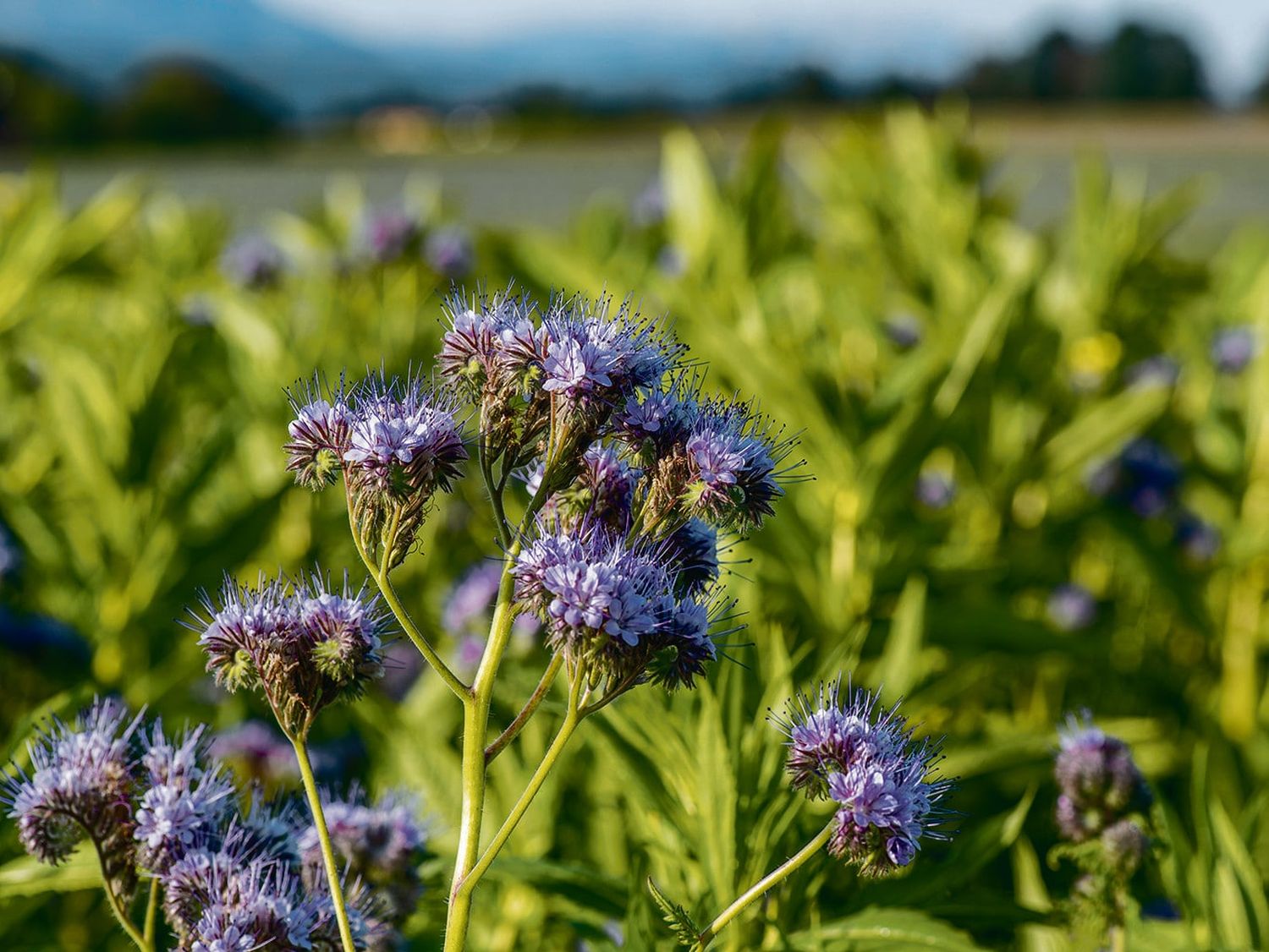 HumusPluss mit Phacelia