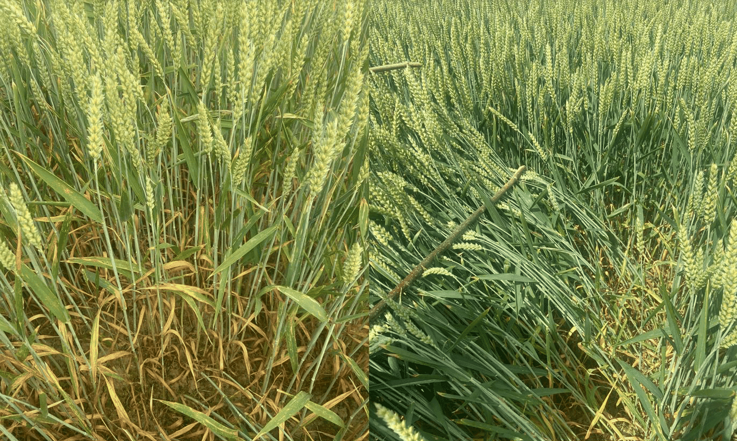 Unbehandelte Kontrolle (li.). 0,6 l Verben gefolgt von 1,5 l Univoq (re.).