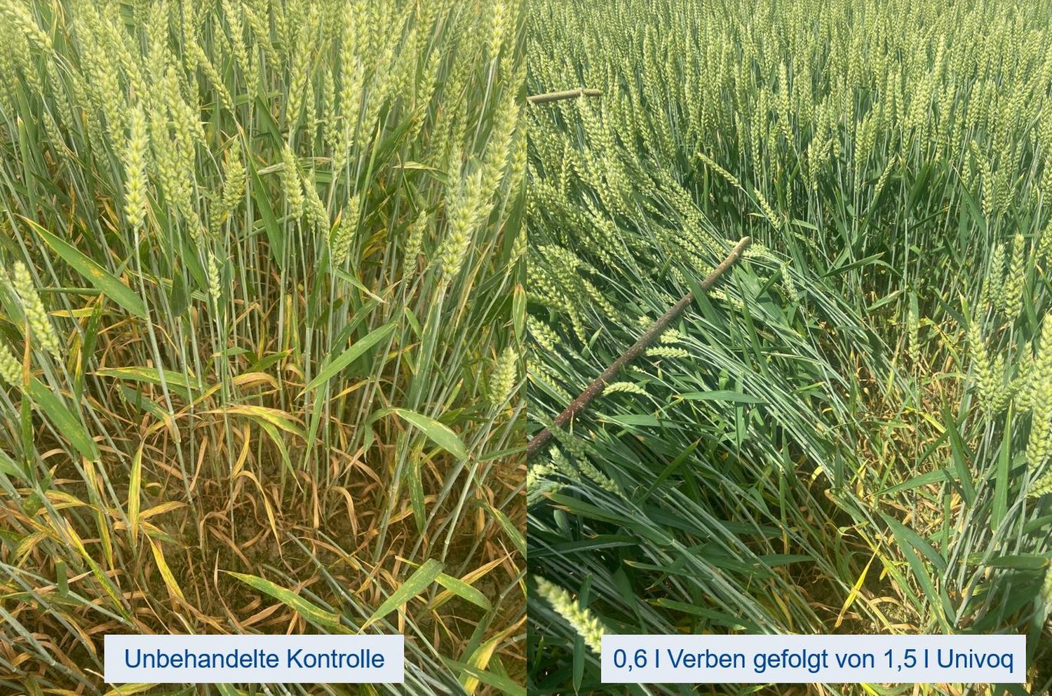 Univoq_Wirkung.jpg