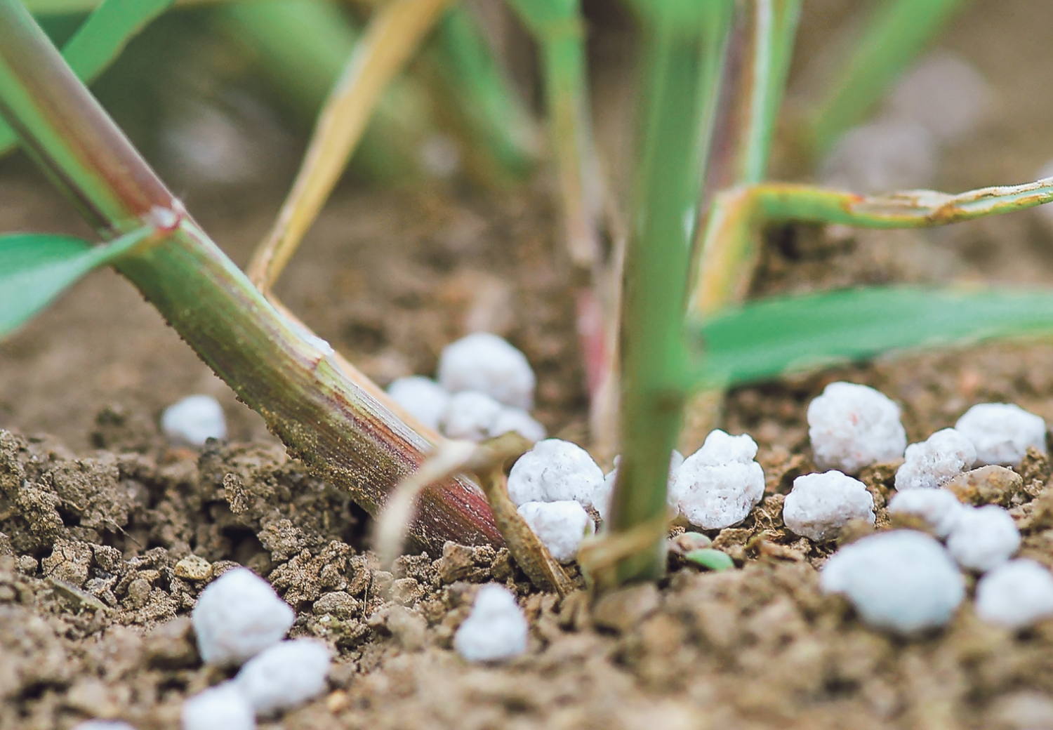 Düngung mit Stickstoff sichert Erträge und Qualität.
Foto: Agrarfoto.com