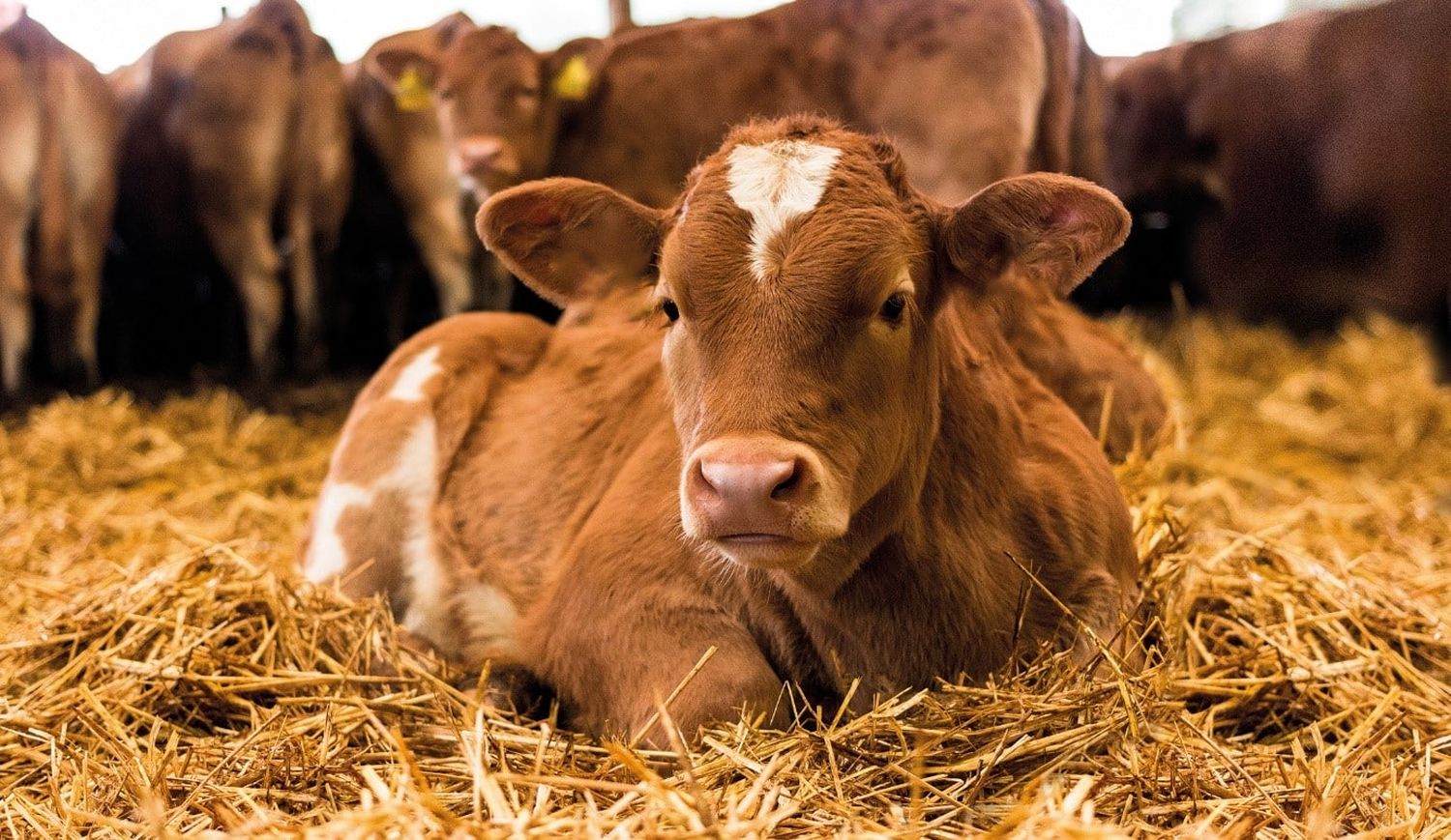 Boka Stall wirkt sich positiv auf das Tierwohl aus.