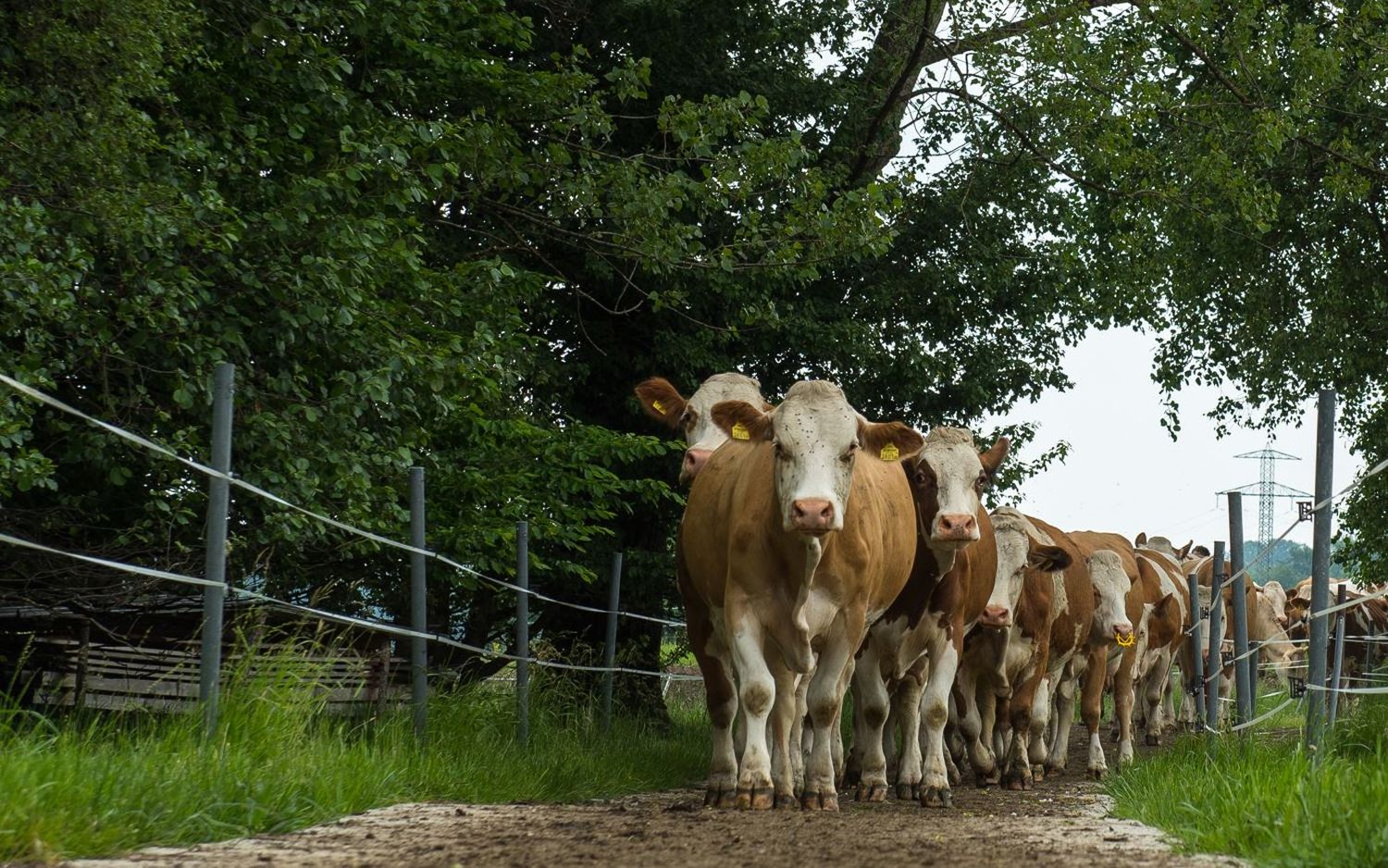 Rinder auf Triebweg
