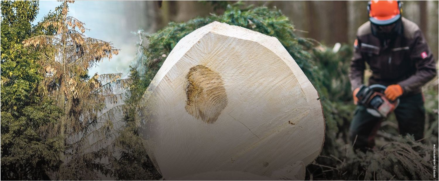 Schnitt Baum