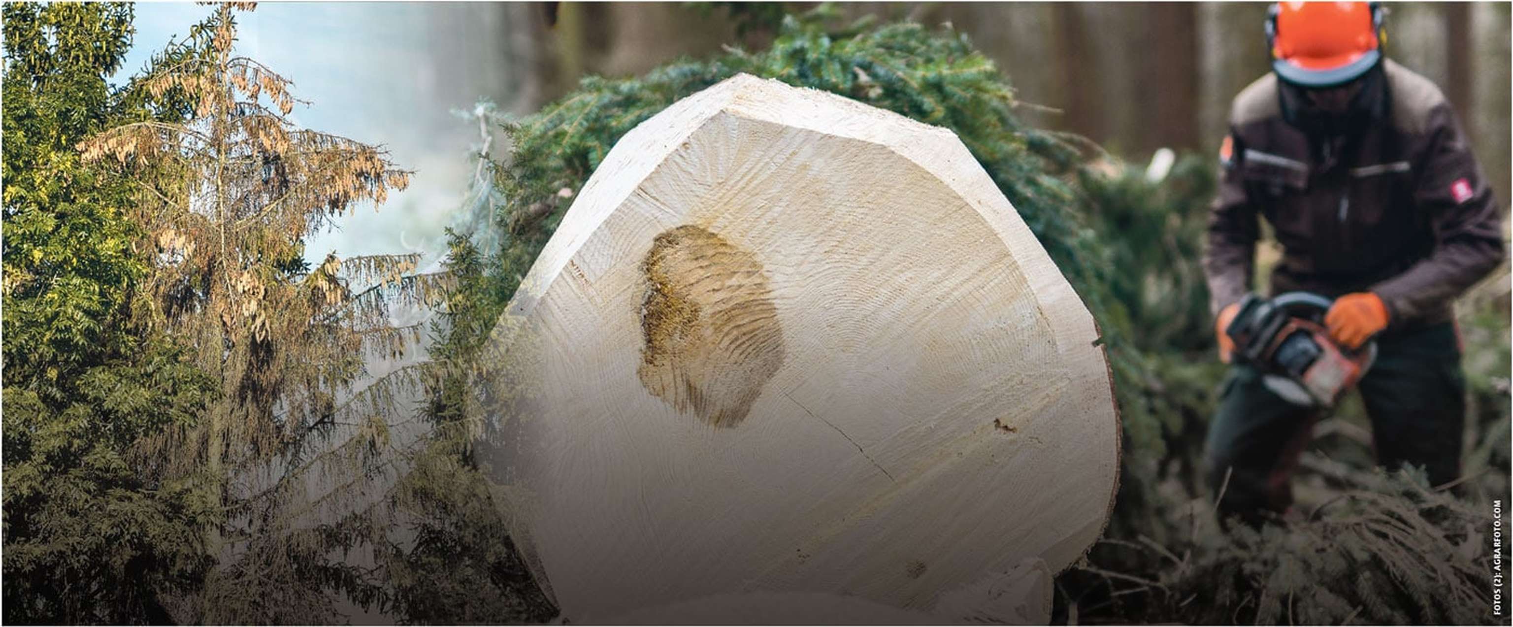 Schnitt Baum