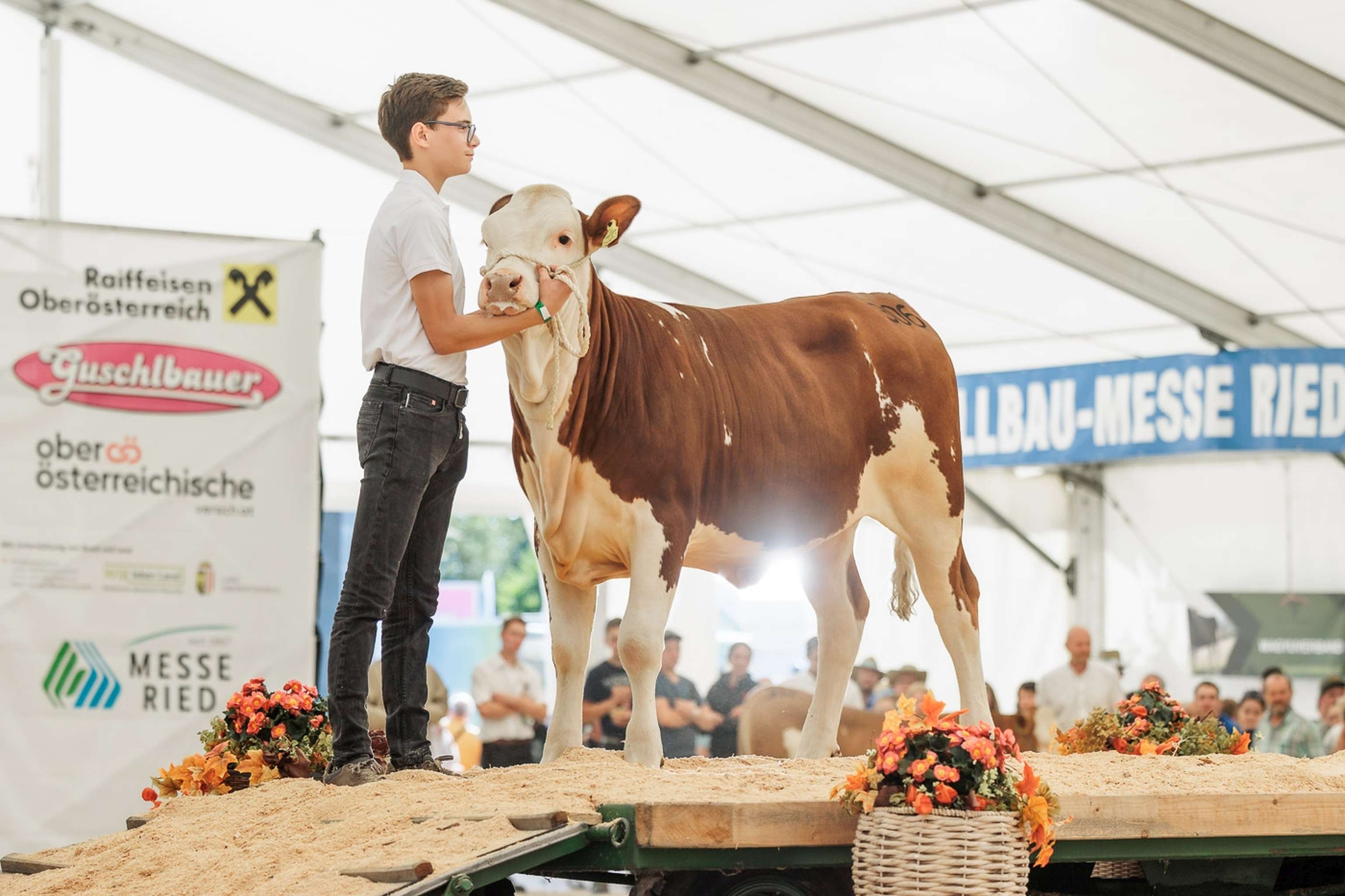 Ein junger Züchter präsentiert ein Tier bei der Eliteversteigerung.