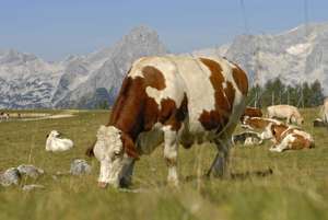 Fleckvieh Auf Alm 2 ID44599