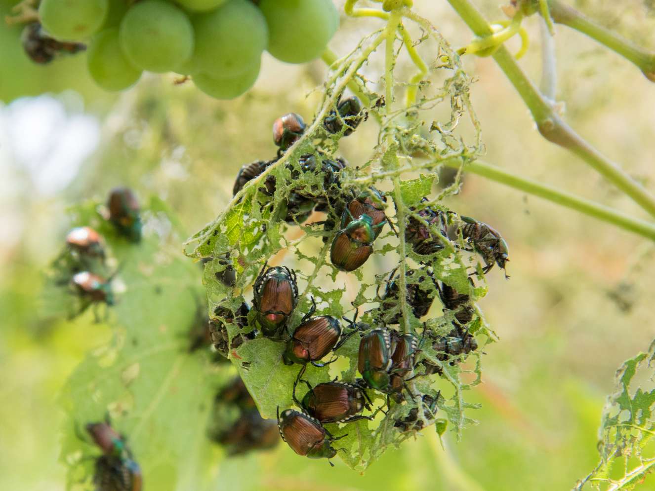 Japanese beetles eating and damaging grapevine leaves, leaving them skeletonized. A cluster of green grapes is visible in the background.