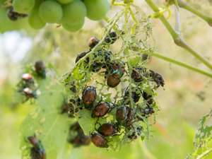 Japanese beetles eating and damaging grapevine leaves, leaving them skeletonized. A cluster of green grapes is visible in the background.