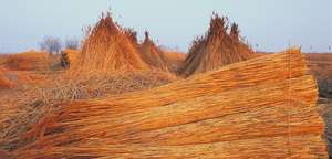 schilfernte-np-neusiedler-see-image-gallery-big.jpg