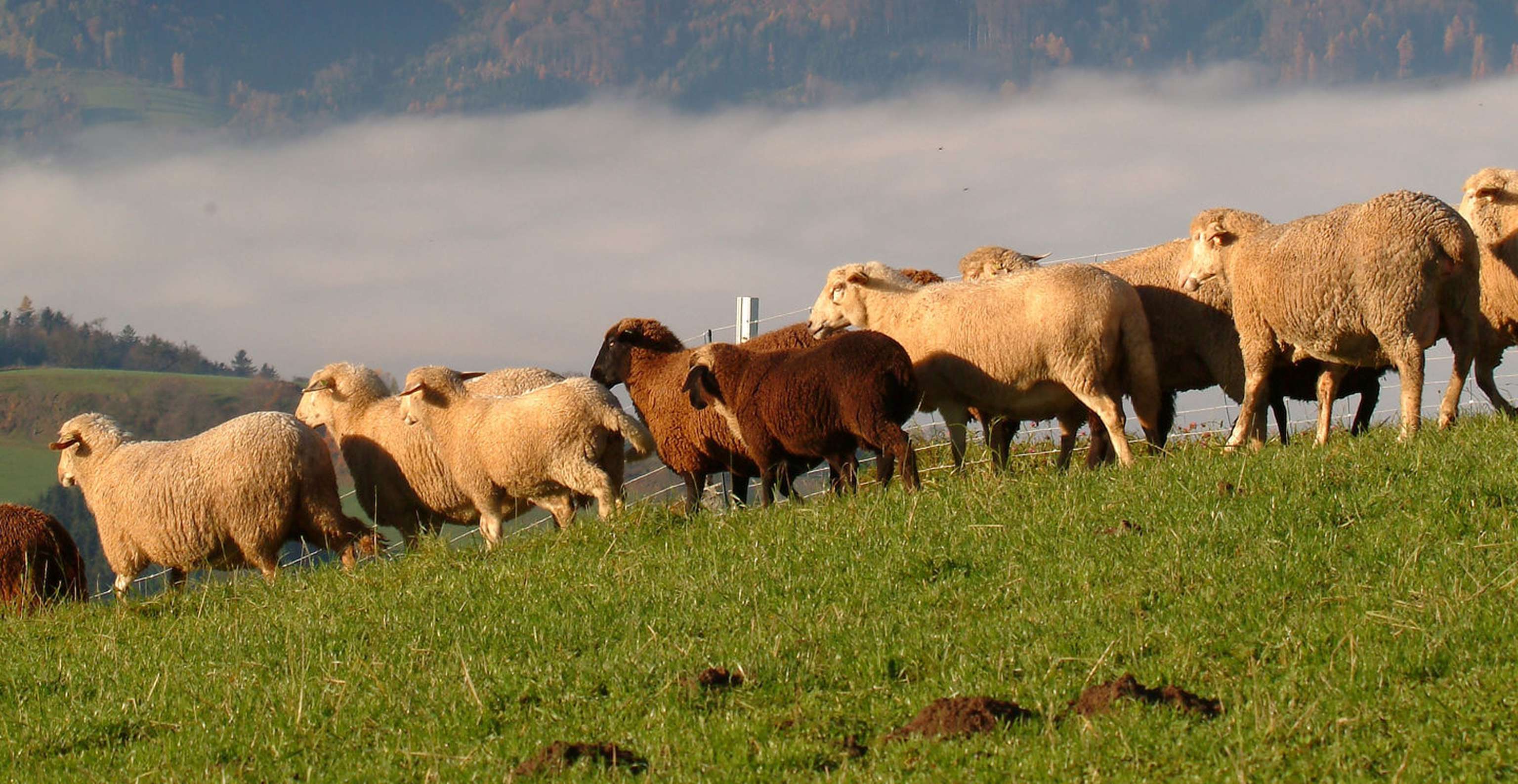 Schafalm