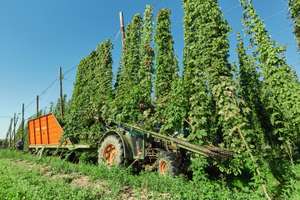 Hopfenernte