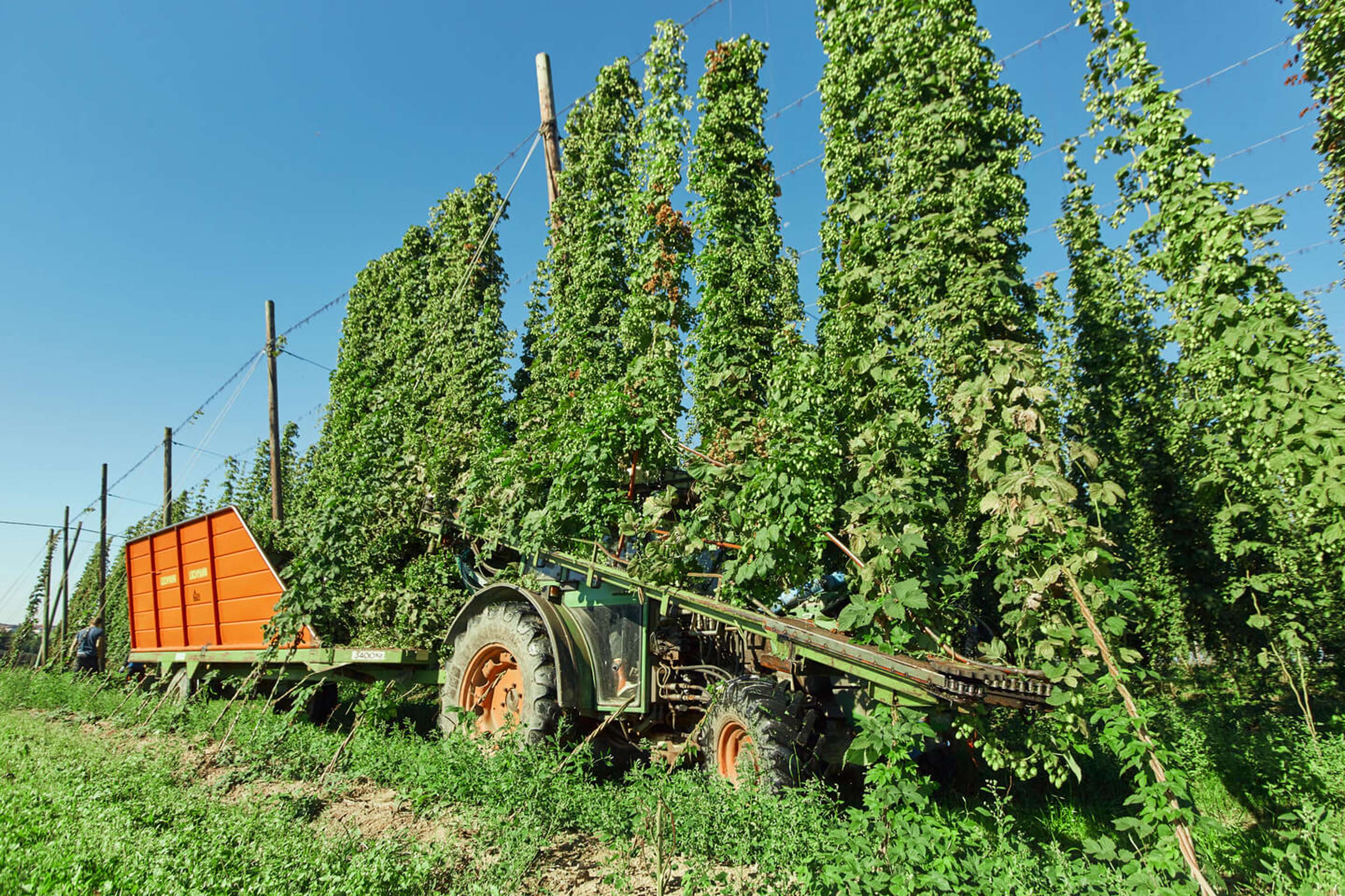 Hopfenernte
