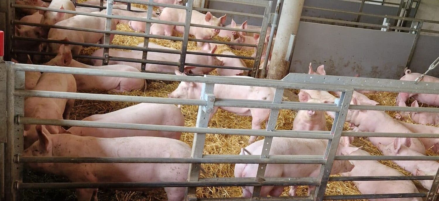 Das Übertragungsrisiko auf heimische Schweinebestände ist hoch.