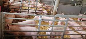 Das Übertragungsrisiko auf heimische Schweinebestände ist hoch.