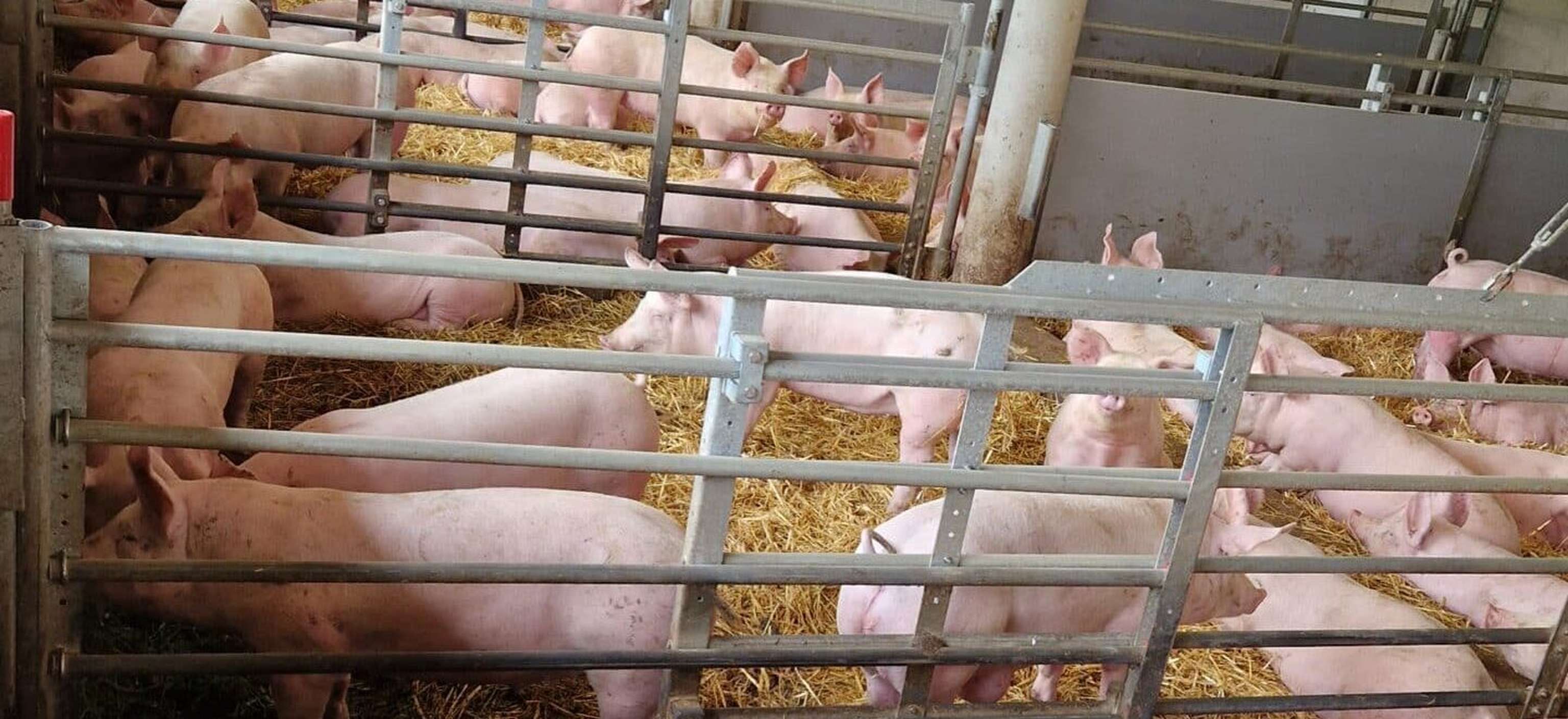 Das Übertragungsrisiko auf heimische Schweinebestände ist hoch.