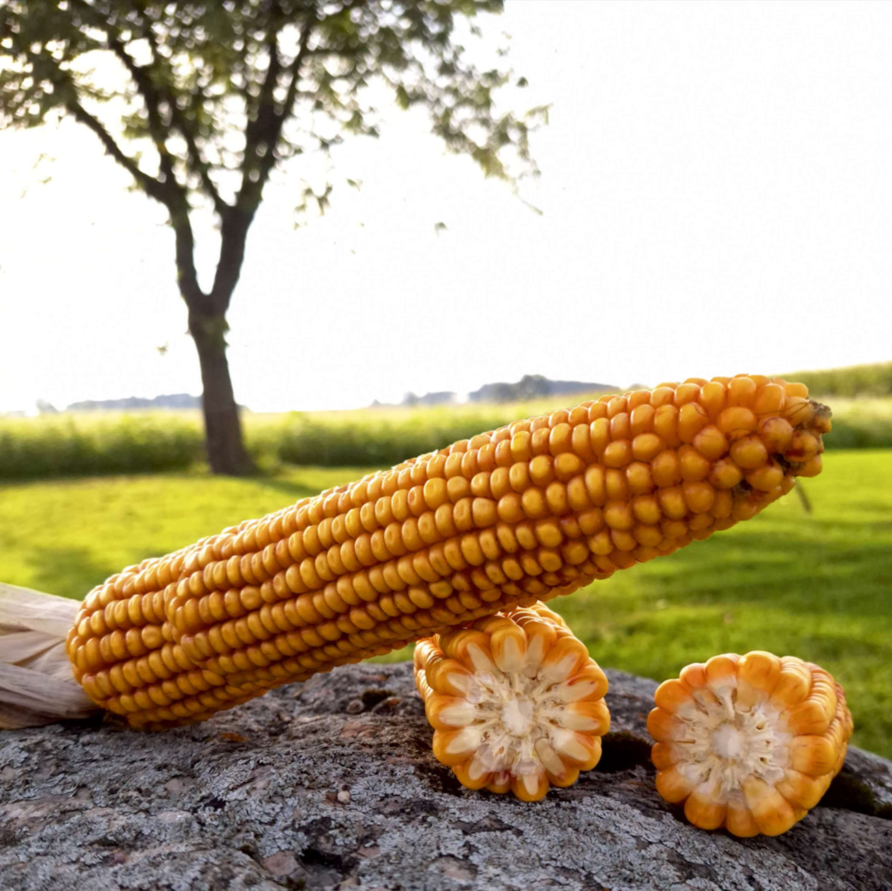 Auch heuer gibt es wieder die „10 plus 1 Aktion“.