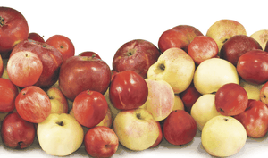 Der Apfel ist das Symbol für regionale Versorgung.
Foto: cooperr – stock.adobe.com