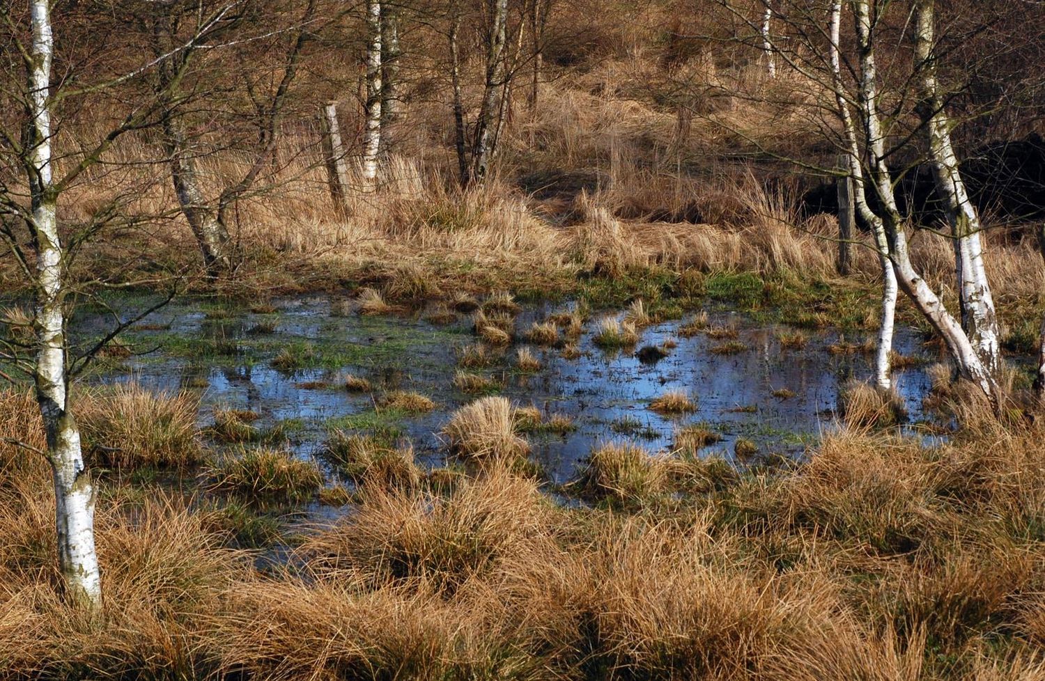 Moor