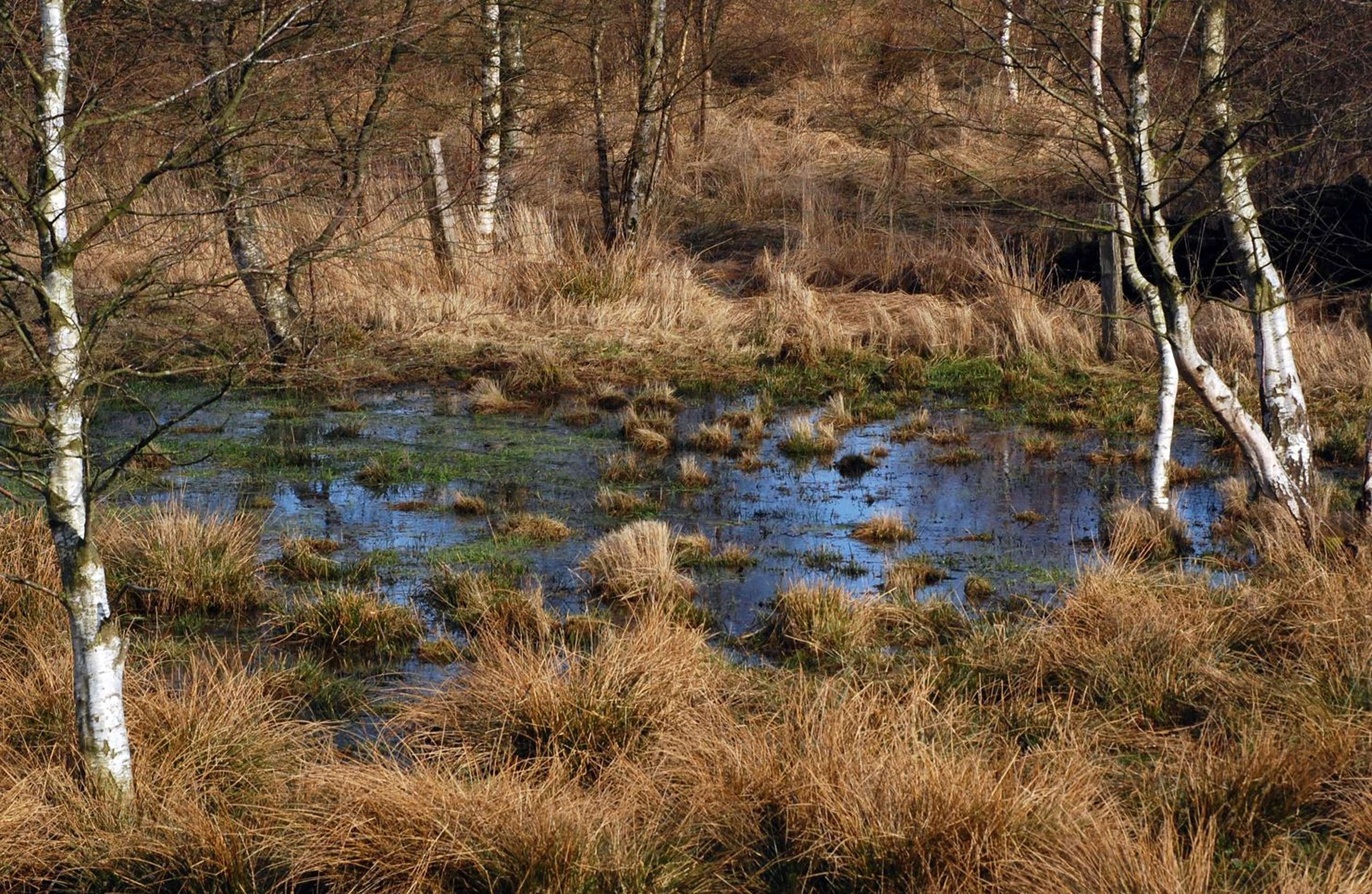 Moor