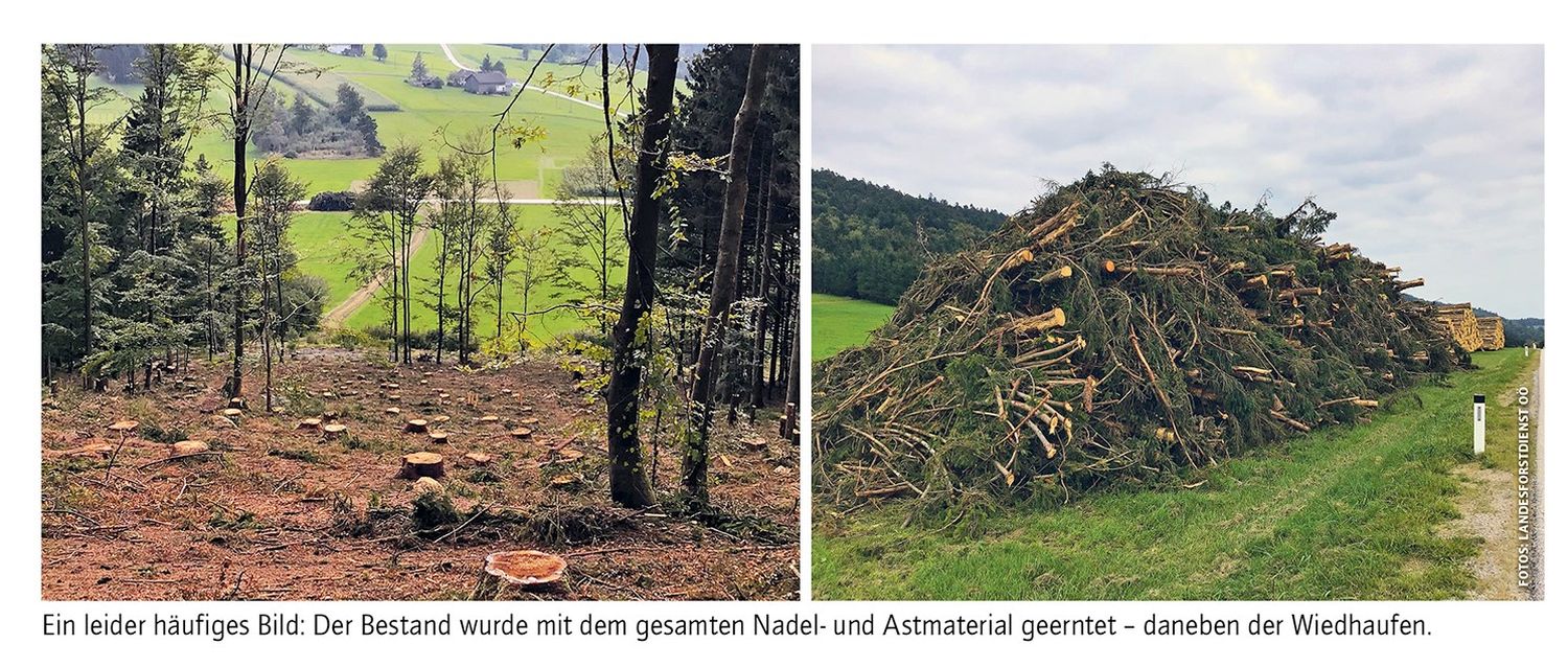 Ein leider häufiges Bild: Der Bestand wurde mit dem gesamten Nadel- und Astmaterial geerntet – daneben der Wiedhaufen.