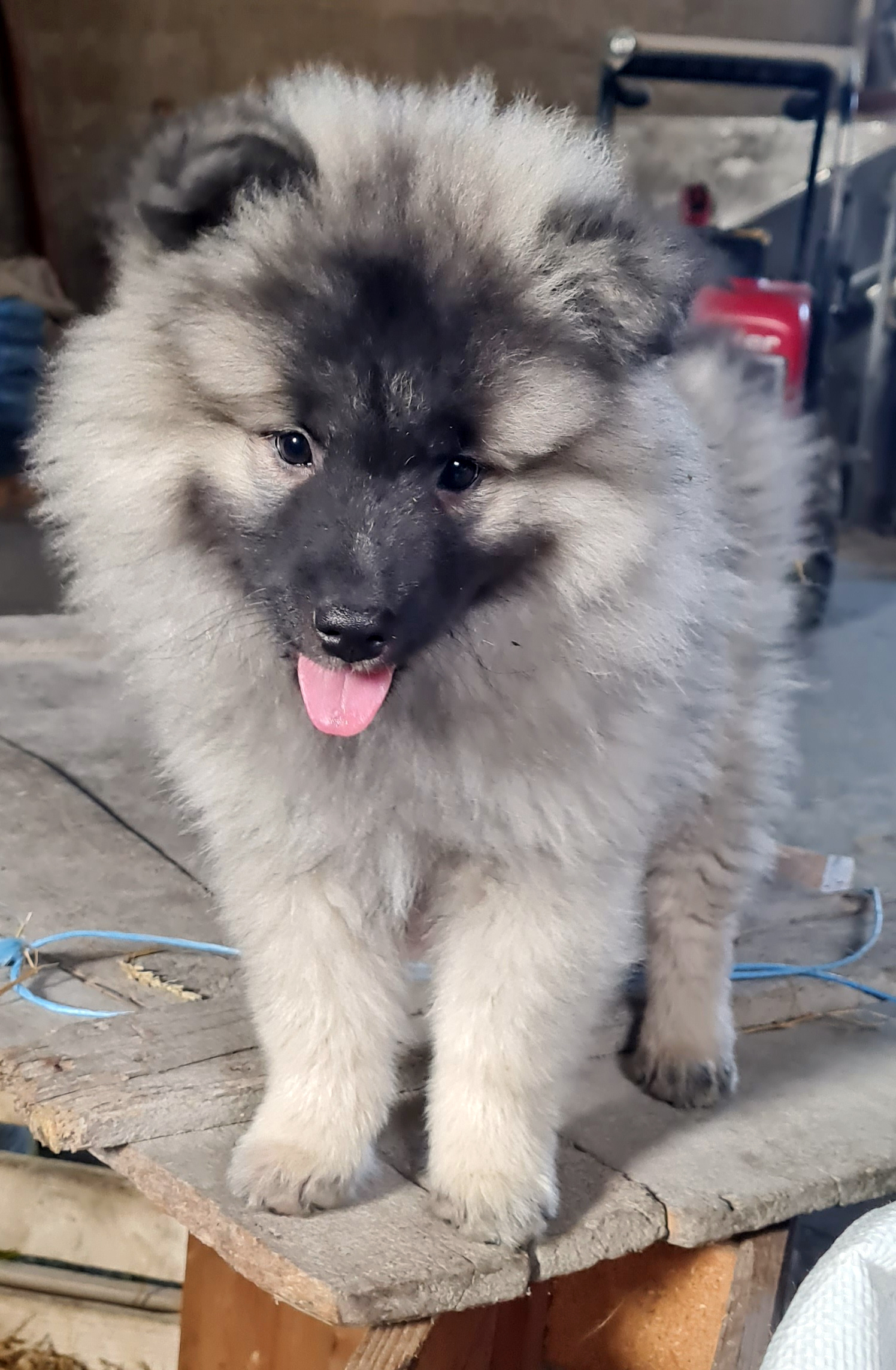 Bild von Anzeige: Wolfsspitz Welpen, reinrassig, zu verkaufen