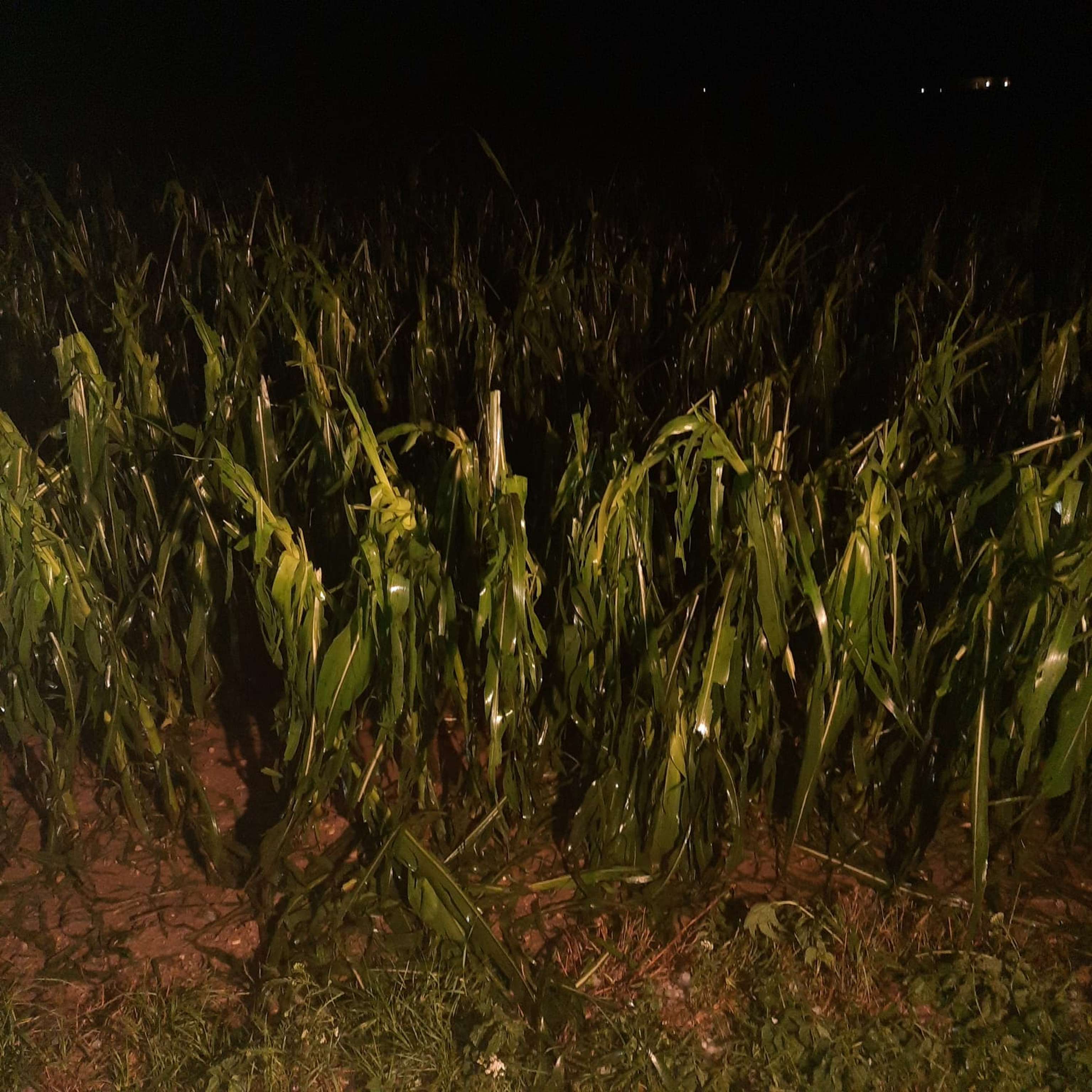 Maisfeld in der Nähe von Steyr