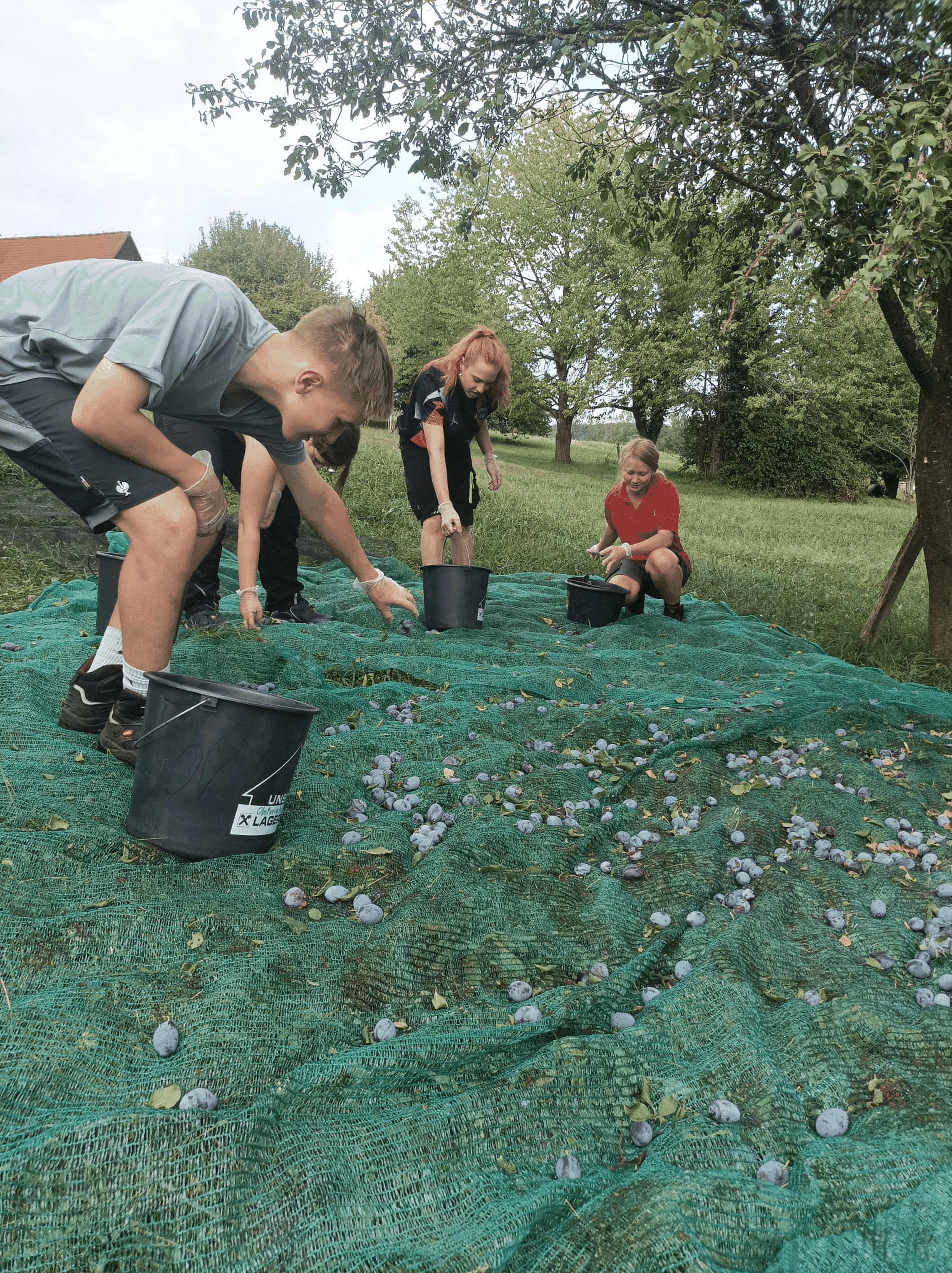 Mit voller Motivation sind die Kinder bei der Ernte engagiert.