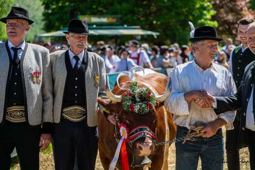 Männer in Tracht mit Medaillen führen eine geschmückte Kuh mit Blumenkranz und Glocke bei einem Almfest.
