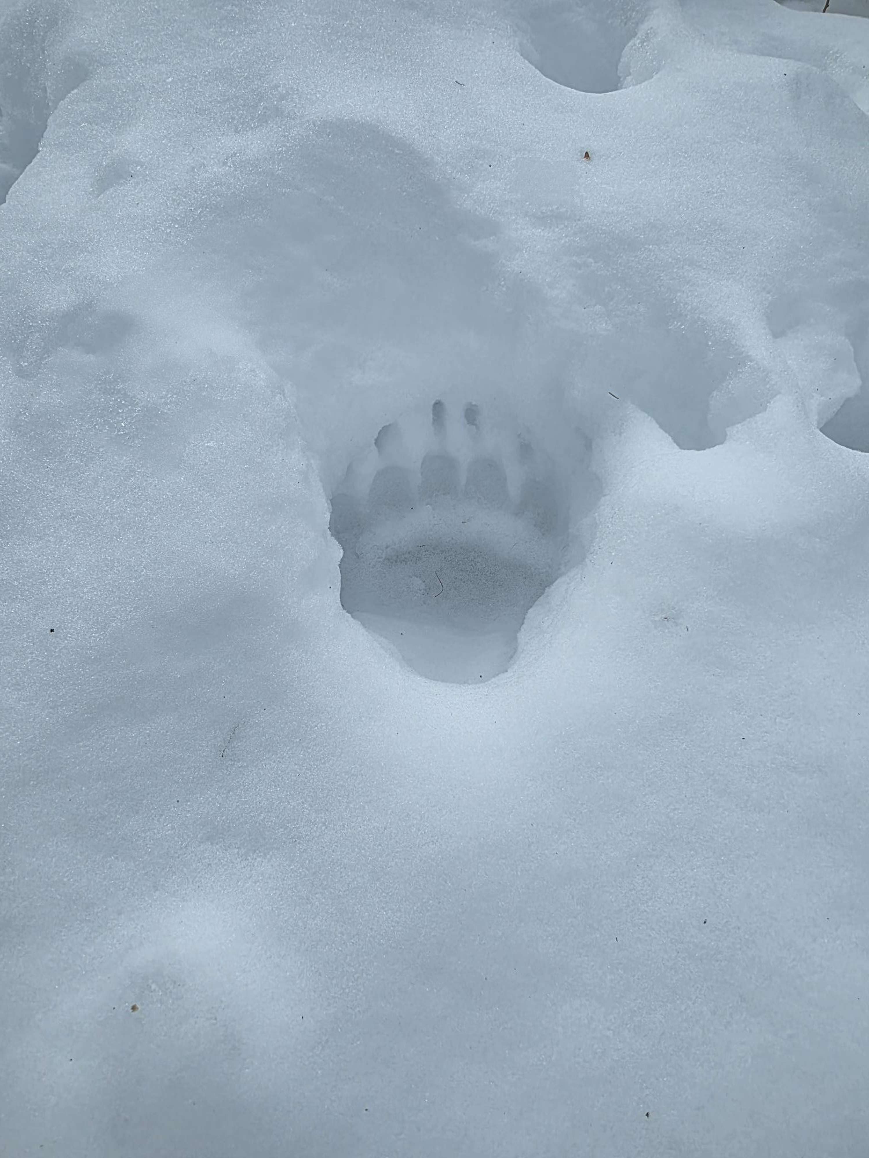 Bärentatzenabdruck im Schnee, umgeben von unberührtem Schnee, die Krallen sind deutlich sichtbar in der Vertiefung.