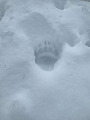 Bärentatzenabdruck im Schnee, umgeben von unberührtem Schnee, die Krallen sind deutlich sichtbar in der Vertiefung.