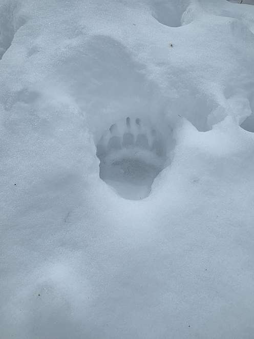 Bärentatzenabdruck im Schnee, umgeben von unberührtem Schnee, die Krallen sind deutlich sichtbar in der Vertiefung.