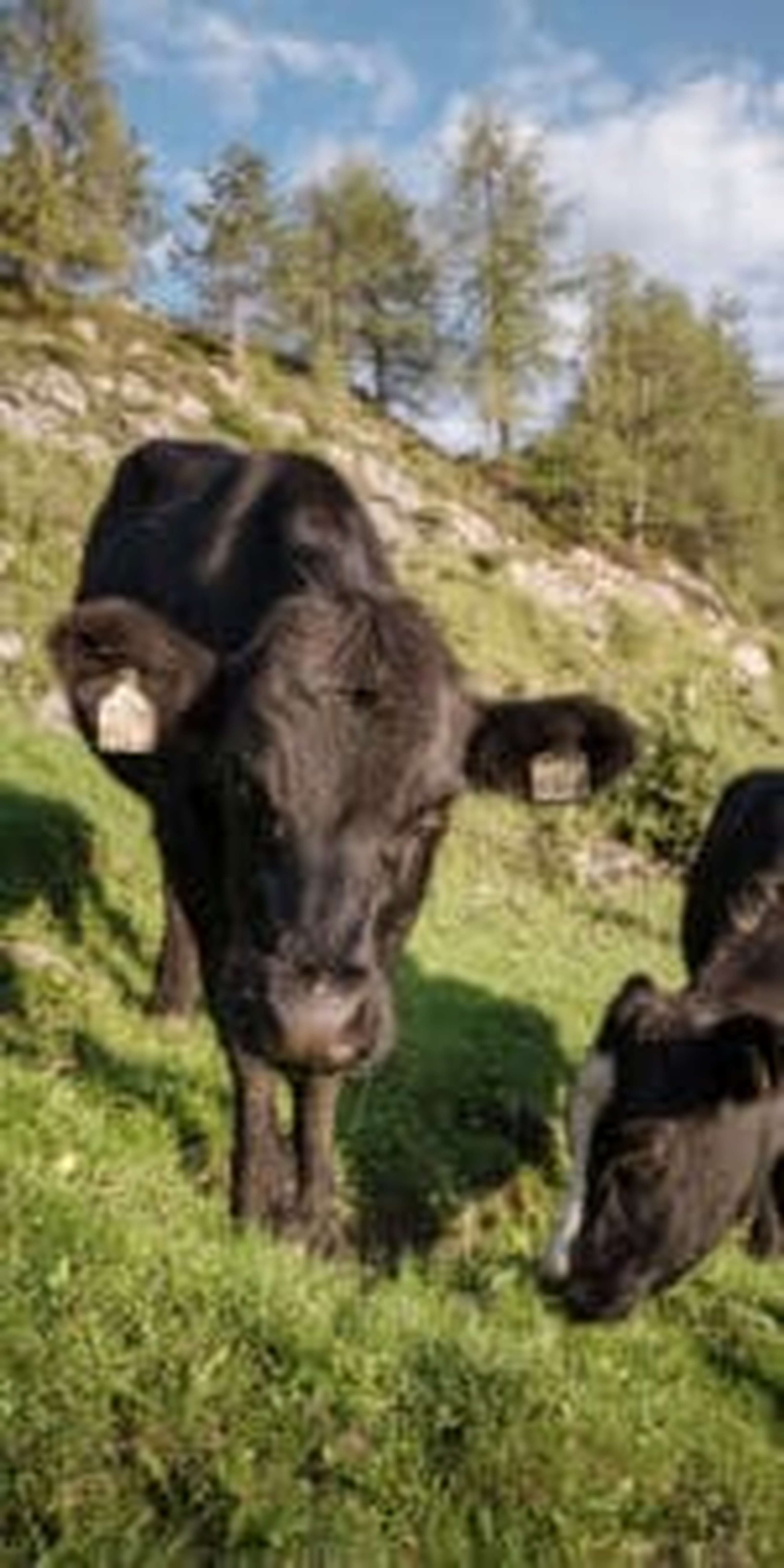 Die schottischen Black Angus Rinder fühlen sich auch in Tirol wohl.