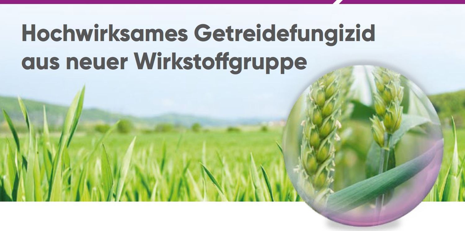 Kwidzda.jpg