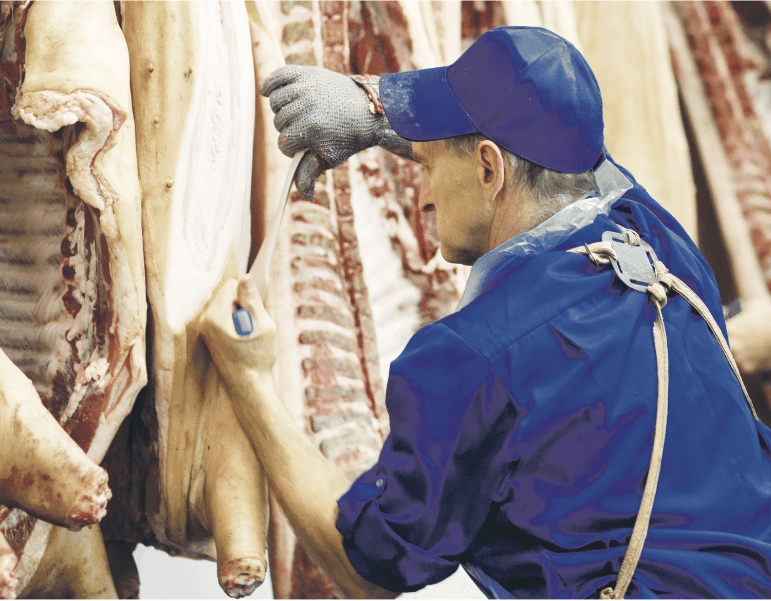 In Deutschland sind die Top 10- Schlachthöfe im vergangenen Jahr weiter gewachsen. Foto: davit85 – stock.adobe.com