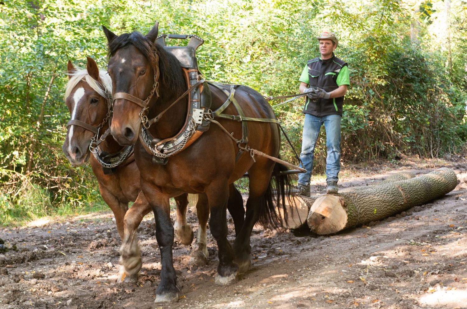 Holz rücken mit Pferden