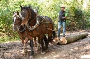 Holz rücken mit Pferden