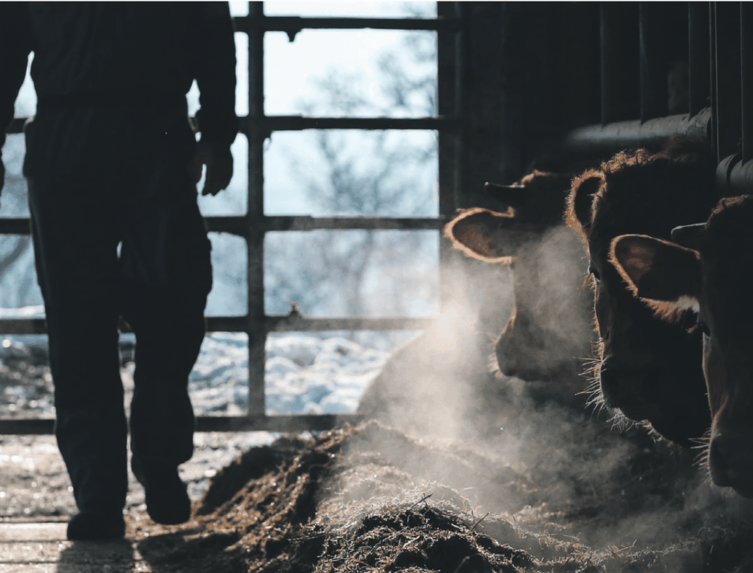 Von 18. bis 25. Jänner findet das Tierschutzvolksbegehren statt. FOTO: karaboux-adobe.stock.com