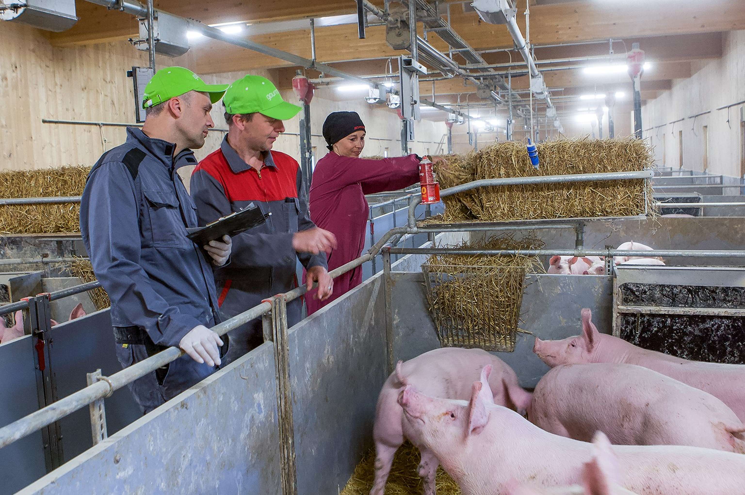 Tierkontrolle im Schweinestall