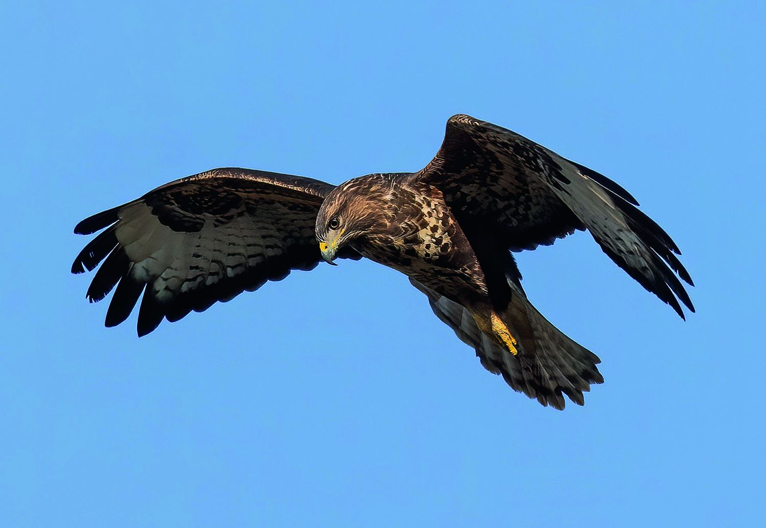 Buzzard Pixabay CMYK