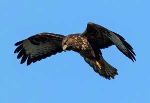 Buzzard Pixabay CMYK