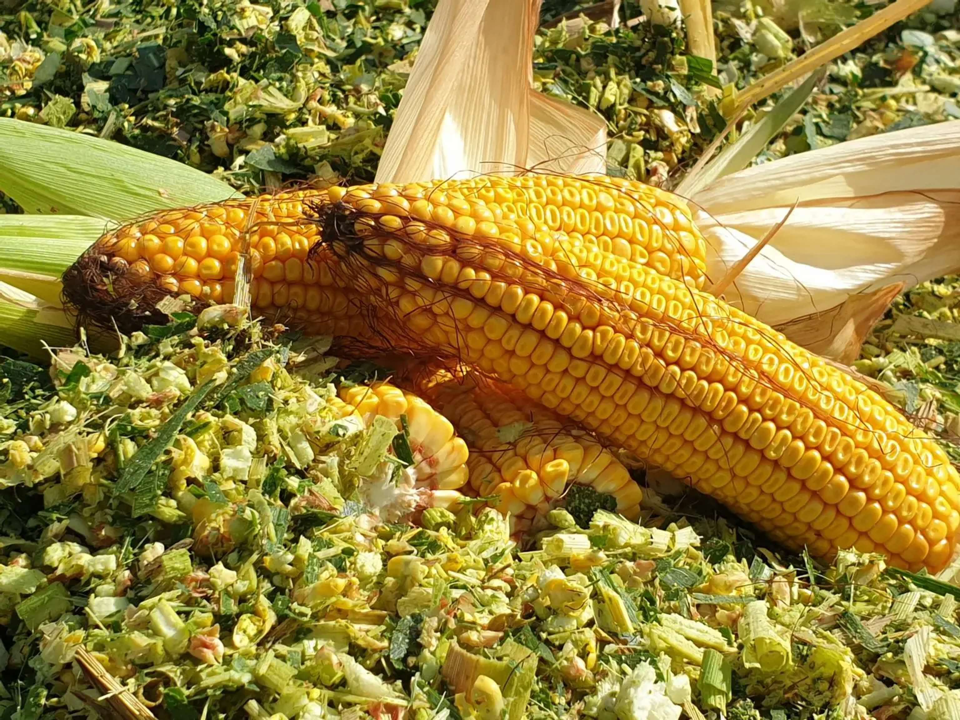 KWS Bestellung gewinnen