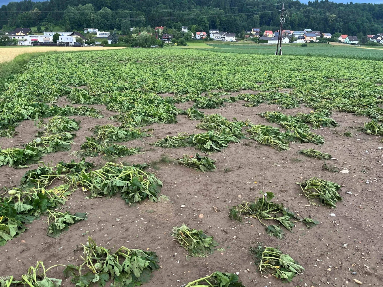 Kürbisfeld nach Hagel
