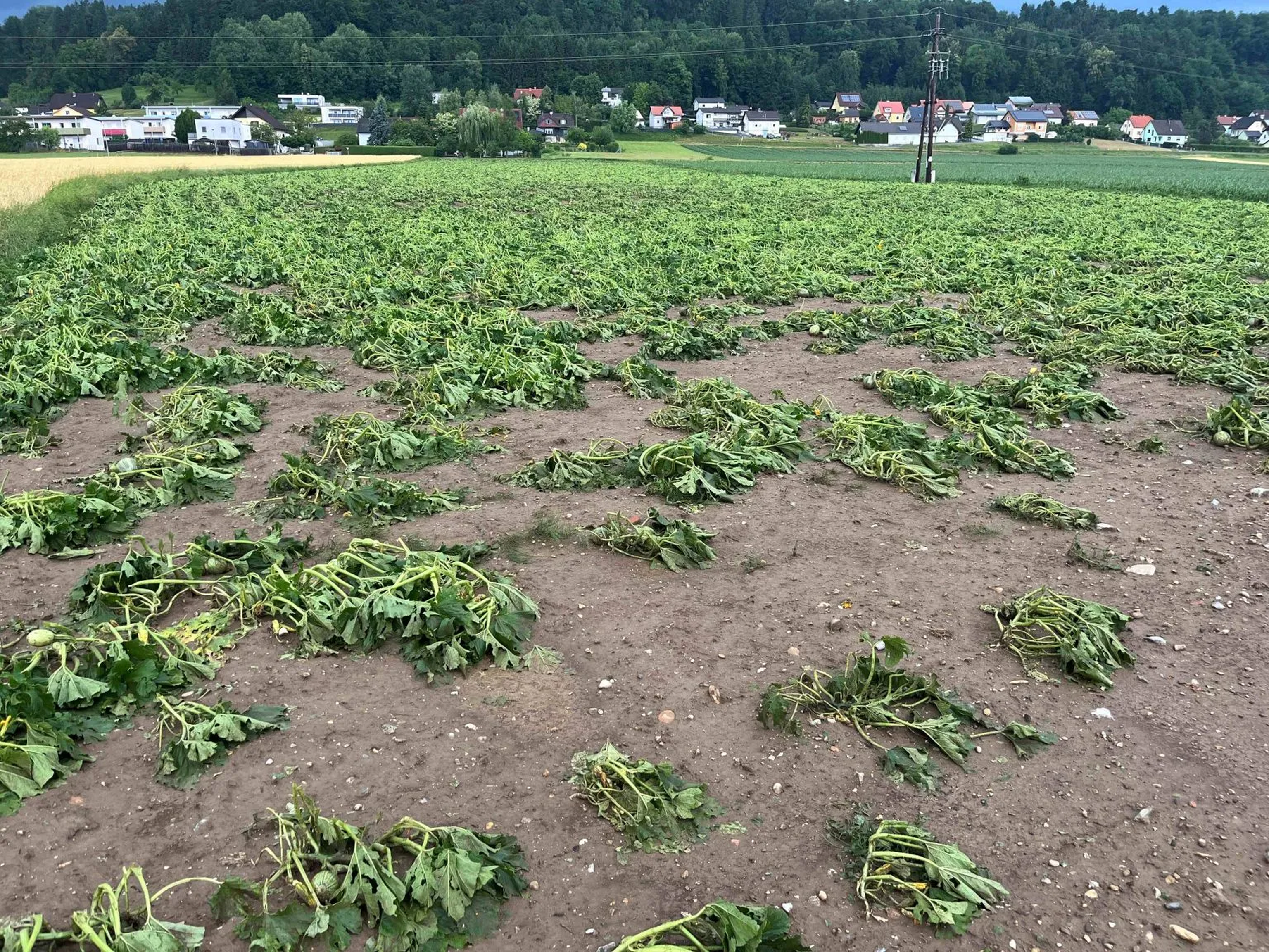 Kürbisfeld nach Hagel