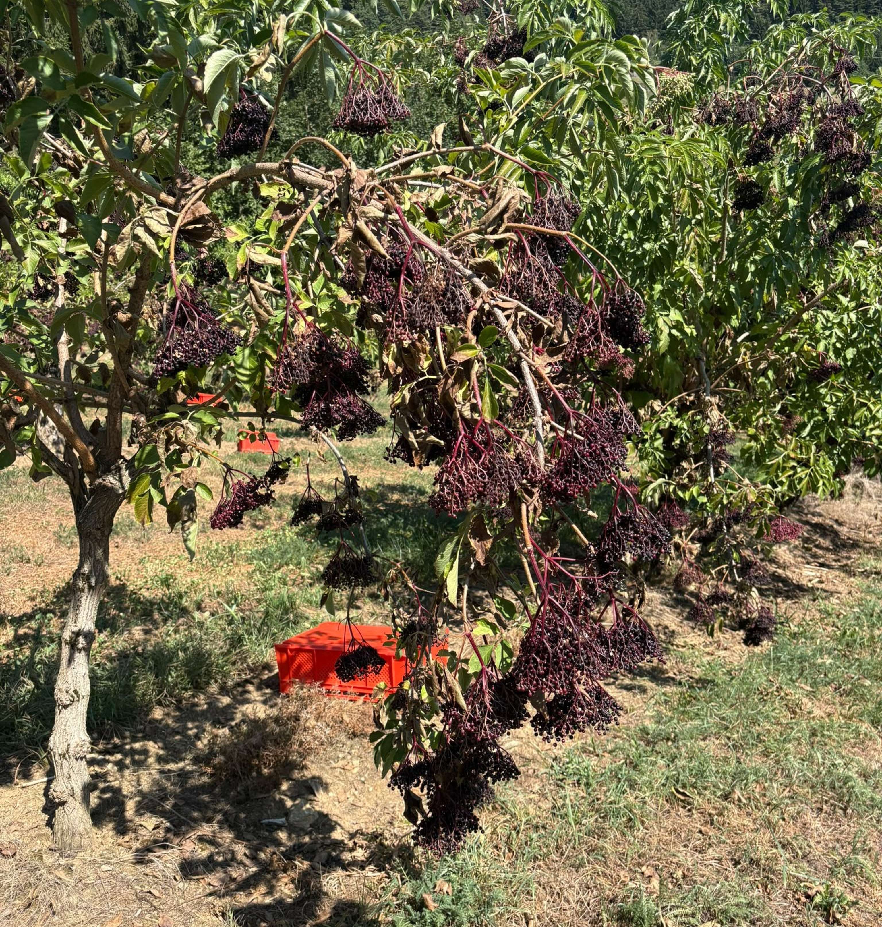 Holunderstrauch mit reifen dunklen Beeren in einer Plantage, rote Erntekisten auf dem Boden, Wald im Hintergrund.