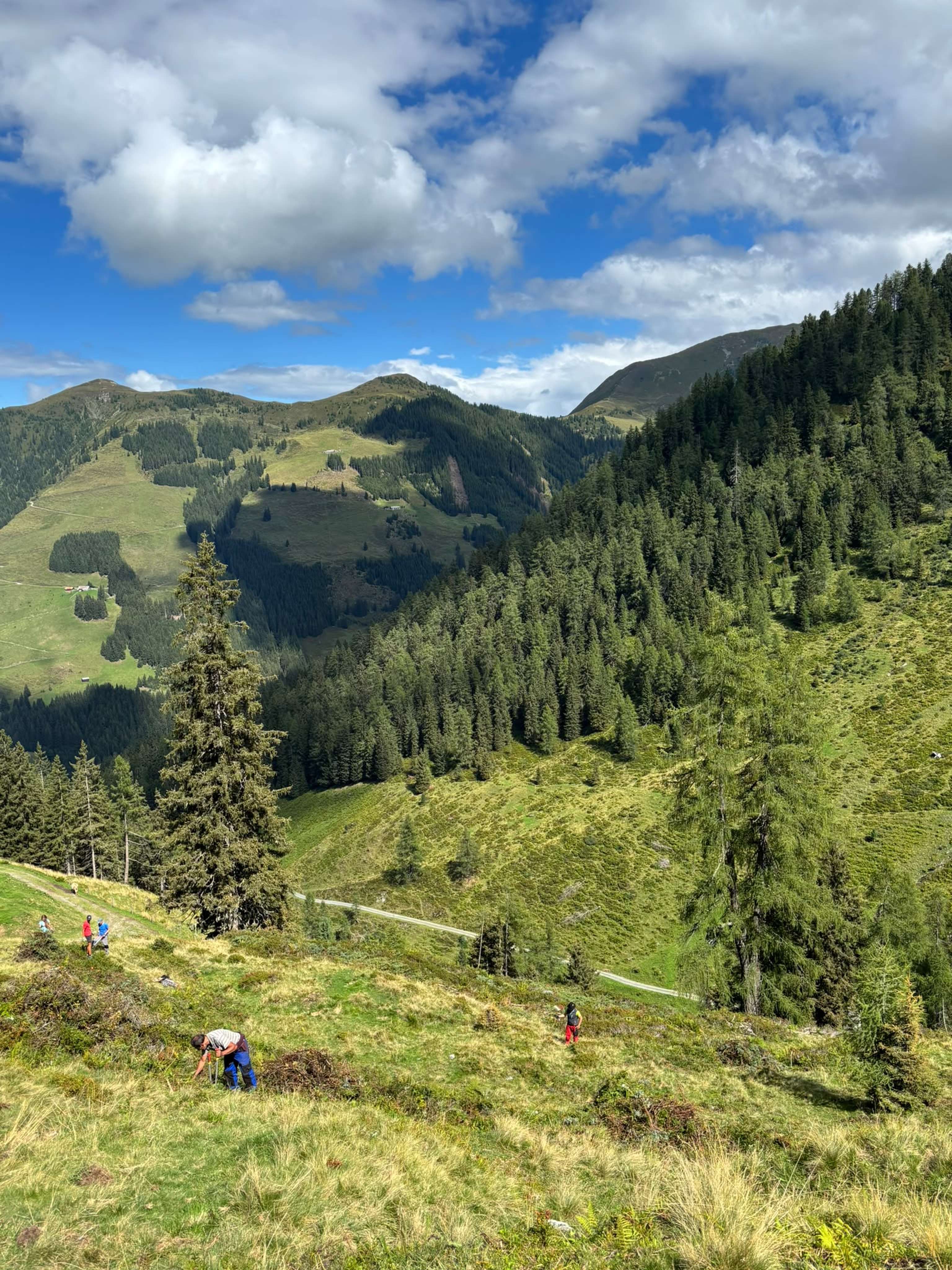 Alpine Berglandschaft mit grünen Wiesen, Nadelwäldern und Wanderern auf einem Pfad unter blauem Himmel mit weißen Wolken.