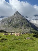 Kühe-Schwarzensteinalm
