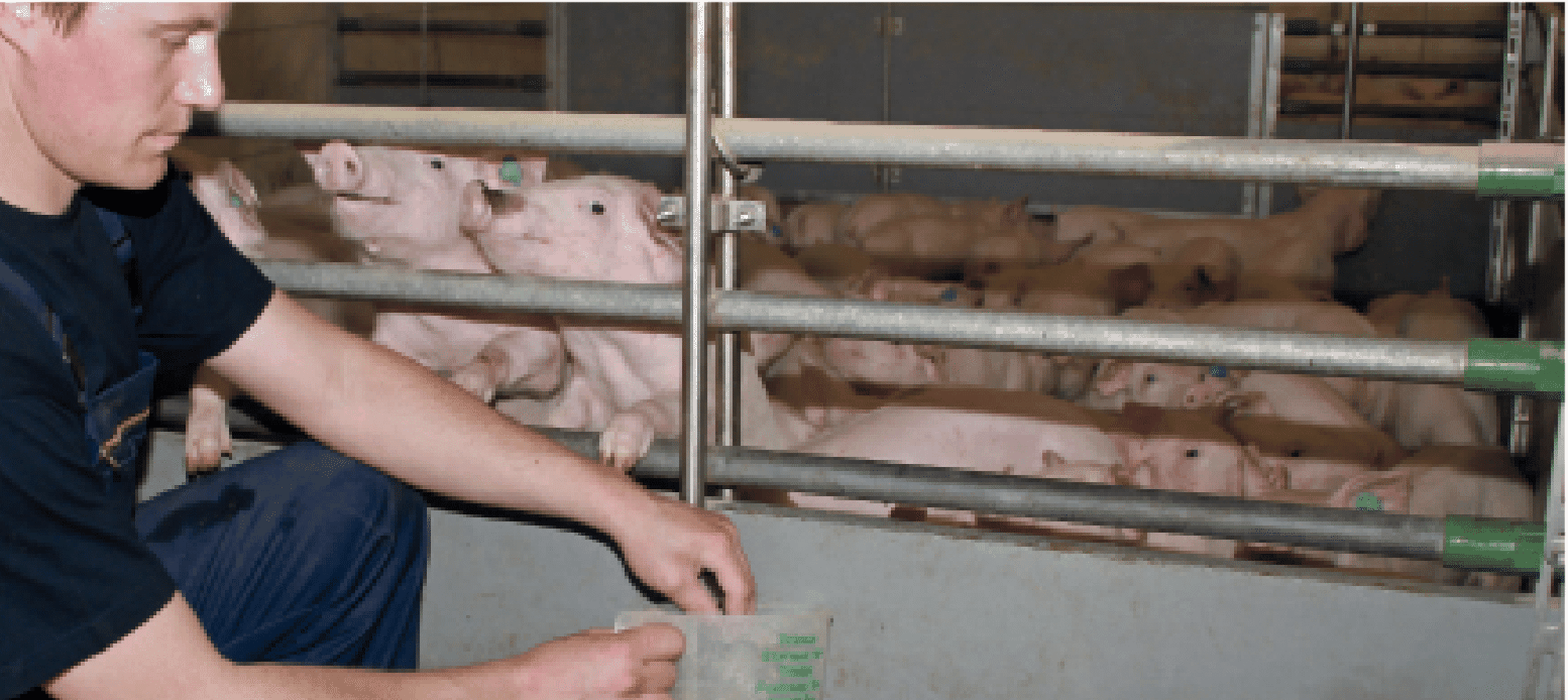 Schweine Agrarfoto.com