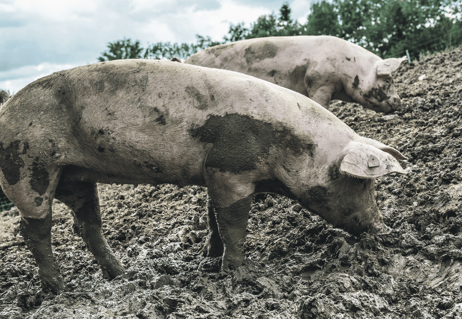 Ein Versuch an der    LFS Schlierbach: Mit Freilandschweinen will man der Wurmplage Herr werden.
Fotos: Agrarfoto.com, Nikolay N. Antonov &#8211; stock.adobe.com