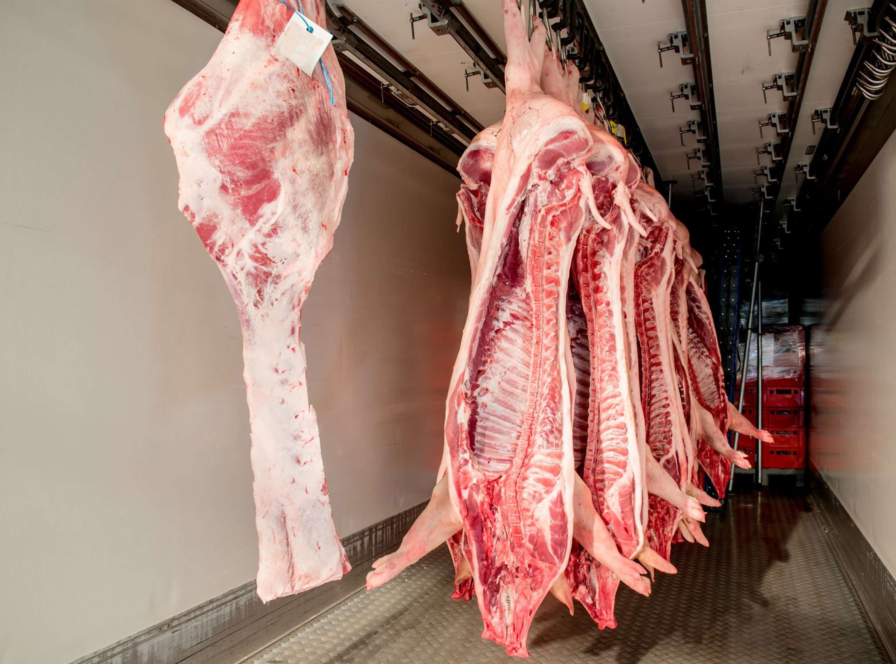 Transport Schweinehälften