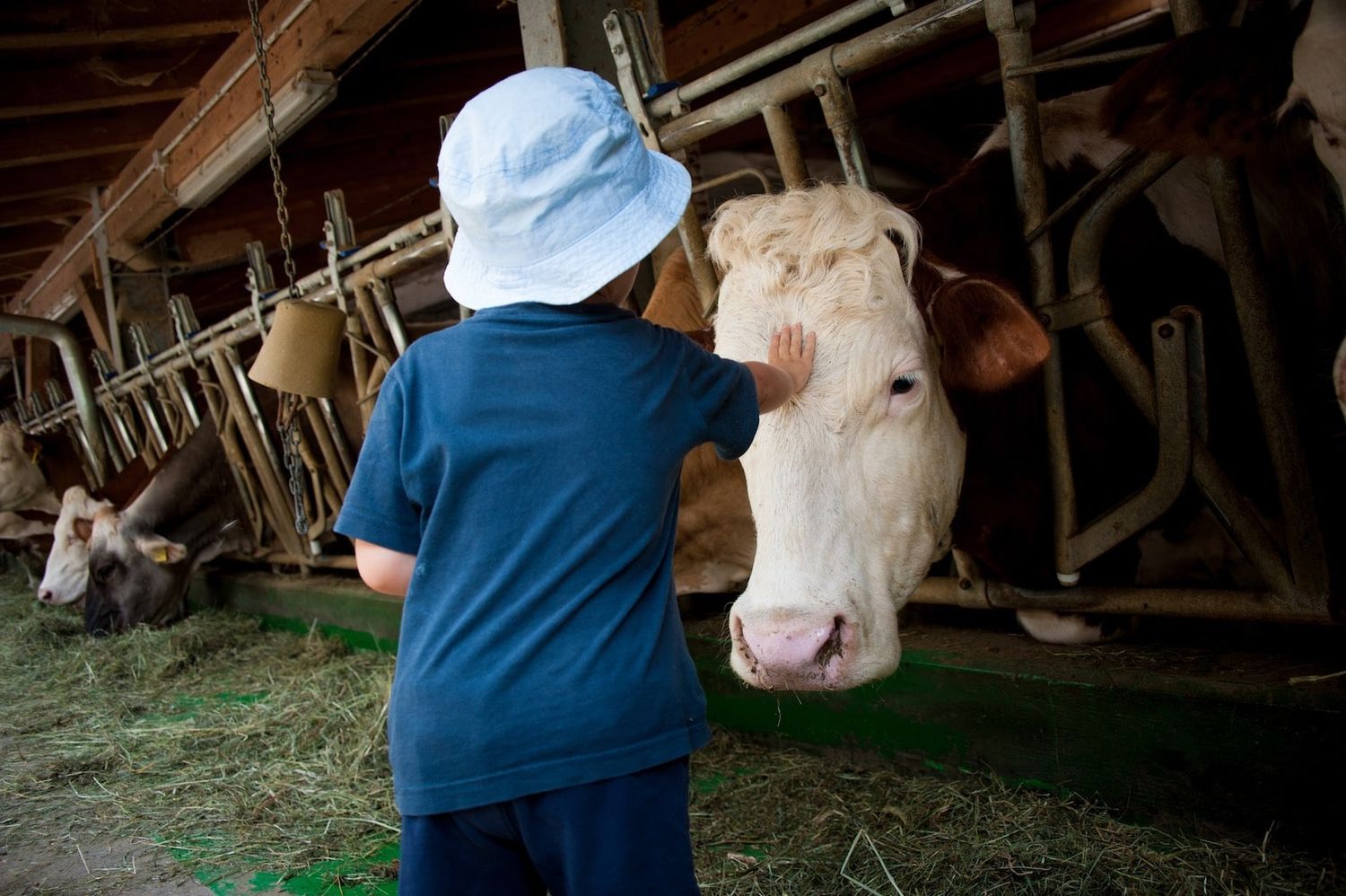 Un Bambino Con Cappellino Si Occupa Delle Vacche Giocando Con Loro E Portandogli Il Fieno Nelle Mangiatoie